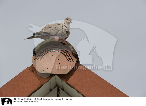 Eurasian collared dove / THA-04665