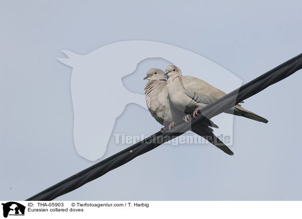 Eurasian collared doves / THA-05903