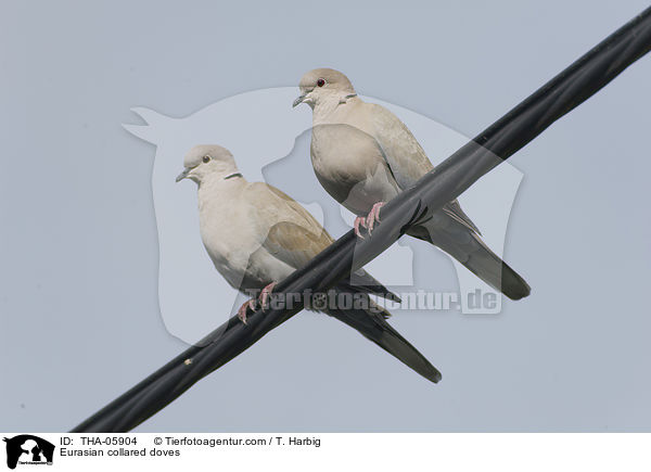 Eurasian collared doves / THA-05904
