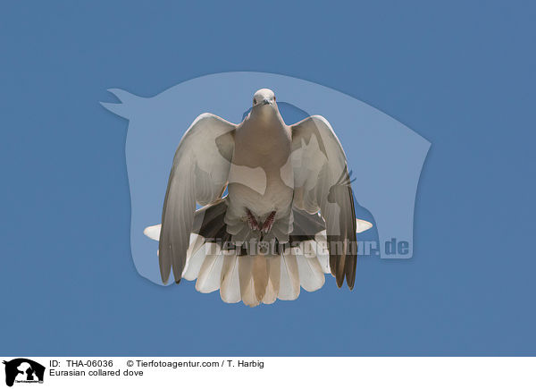 Eurasian collared dove / THA-06036