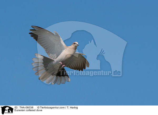 Eurasian collared dove / THA-06038