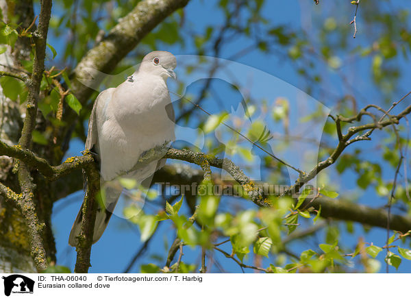 Eurasian collared dove / THA-06040