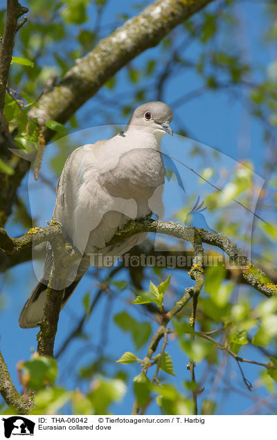 Eurasian collared dove / THA-06042