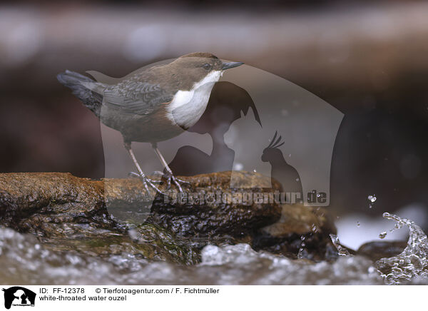 white-throated water ouzel / FF-12378