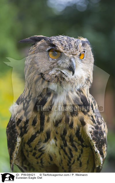 Eurasian Eagle Owl / PW-08421