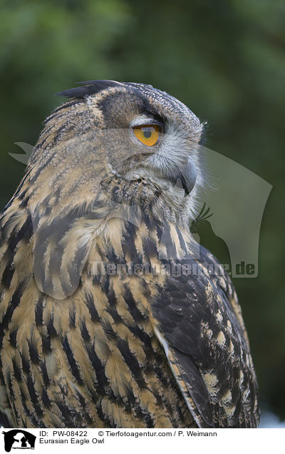 Eurasian Eagle Owl / PW-08422