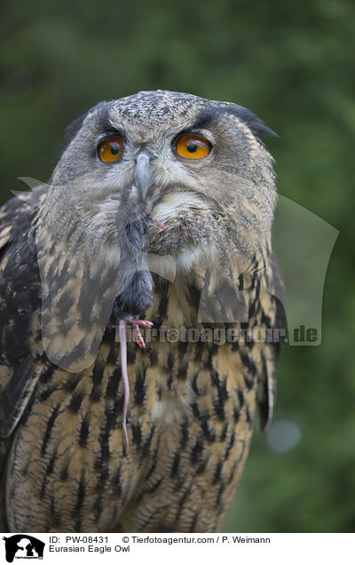 Eurasian Eagle Owl / PW-08431