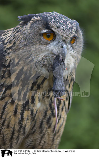 Eurasian Eagle Owl / PW-08432