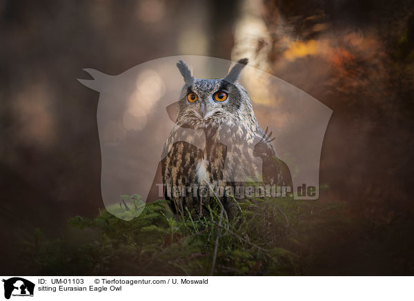 sitting Eurasian Eagle Owl / UM-01103