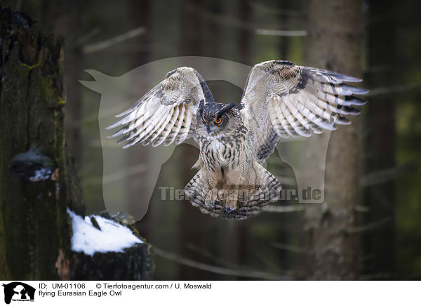 flying Eurasian Eagle Owl / UM-01106