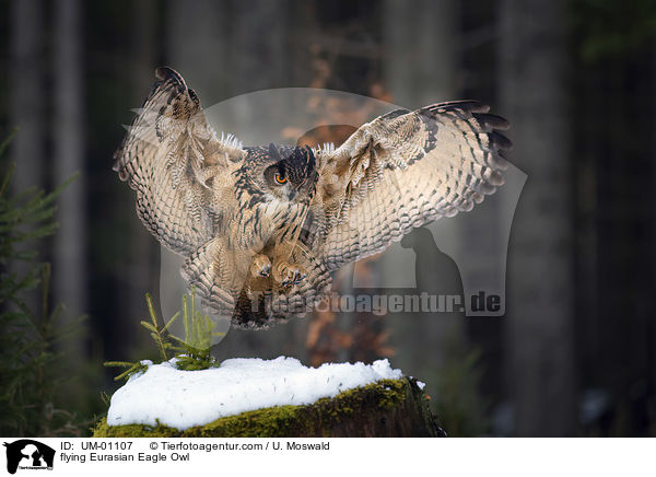 flying Eurasian Eagle Owl / UM-01107