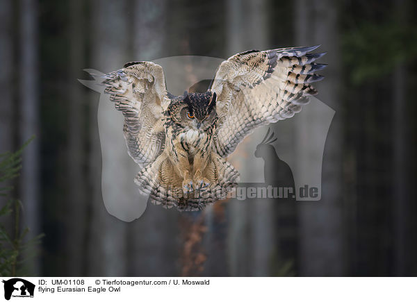 flying Eurasian Eagle Owl / UM-01108