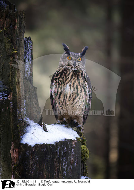 sitting Eurasian Eagle Owl / UM-01111
