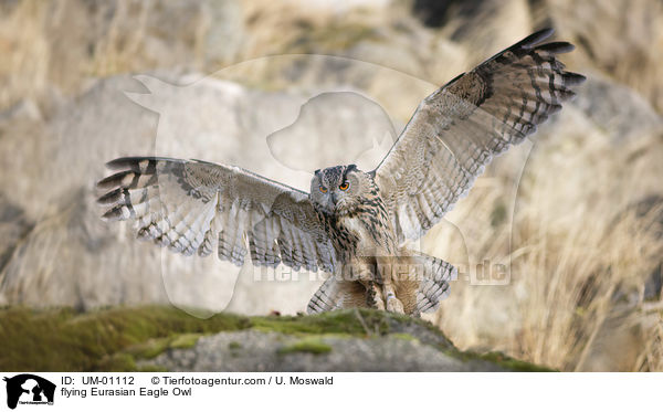 flying Eurasian Eagle Owl / UM-01112