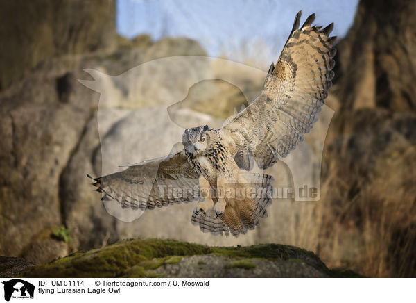 flying Eurasian Eagle Owl / UM-01114