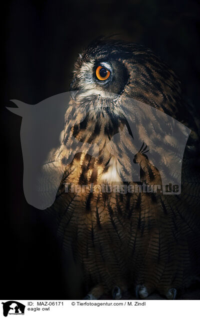 Uhu / eagle owl / MAZ-06171