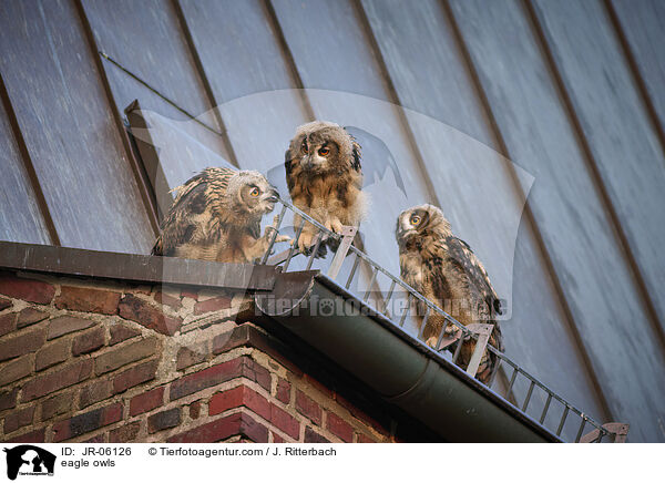 Uhus / eagle owls / JR-06126