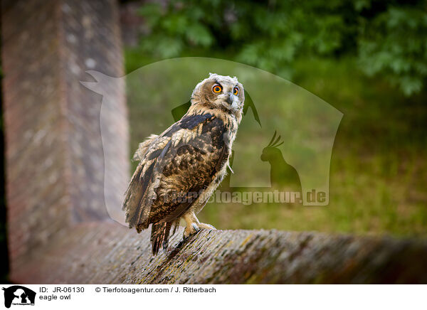 eagle owl / JR-06130