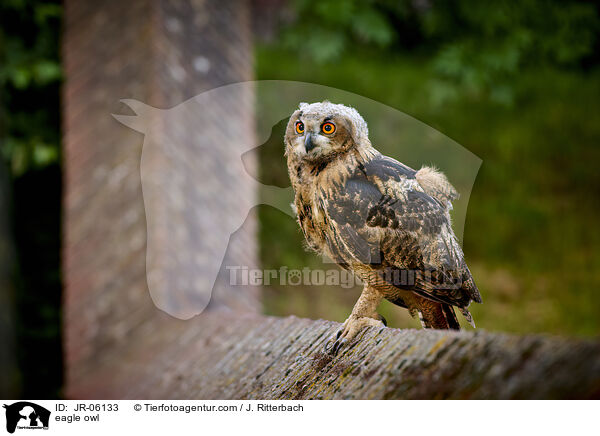 eagle owl / JR-06133
