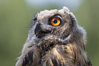 eagle owl