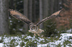 Eurasian eagle owl