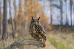 sitting Eurasian Eagle Owl