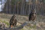 sitting Eurasian Eagle Owls