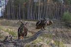 sitting Eurasian Eagle Owls