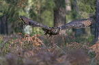 flying Eurasian Eagle Owl