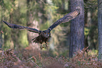 flying Eurasian Eagle Owl