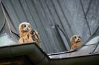 Eurasian Eagle Owls on the roof