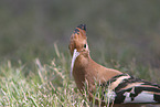 Eurasian hoopoe