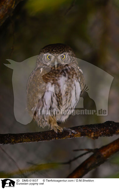 Eurasian pygmy owl / DMS-01837
