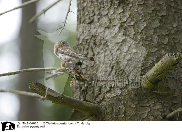 Eurasian pygmy owl / THA-04636