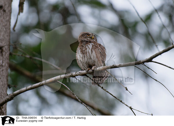 Eurasian pygmy owl / THA-09654