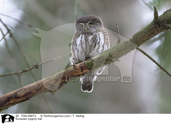 Eurasian pygmy owl / THA-09673