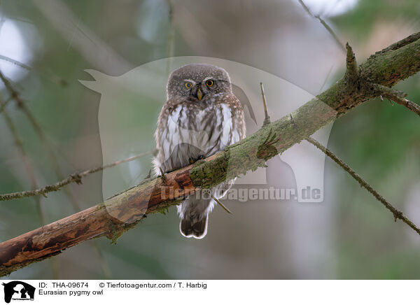 Eurasian pygmy owl / THA-09674