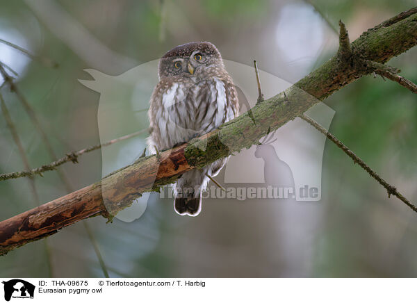 Eurasian pygmy owl / THA-09675