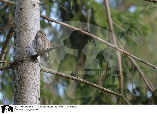 Eurasian pygmy owl / THA-09681