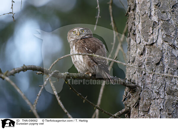 Eurasian pygmy owl / THA-09682