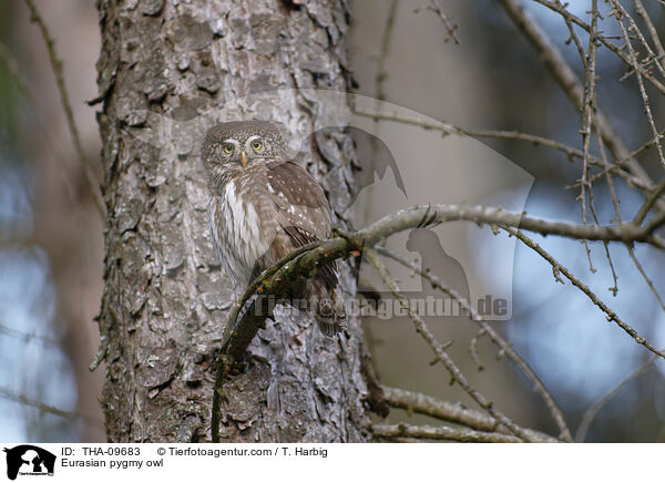 Eurasian pygmy owl / THA-09683