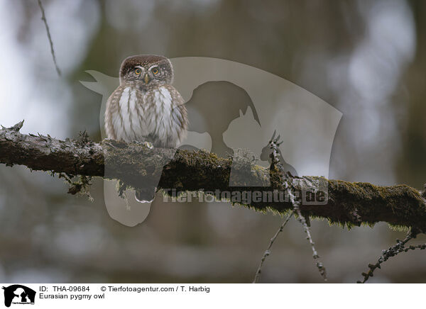 Eurasian pygmy owl / THA-09684
