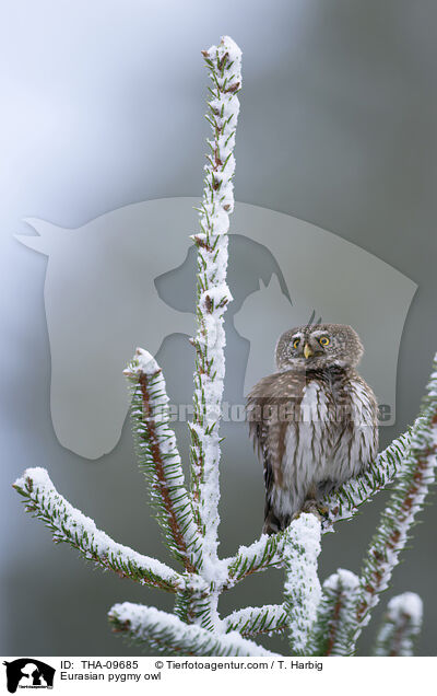 Eurasian pygmy owl / THA-09685