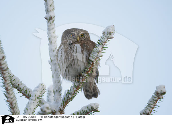 Eurasian pygmy owl / THA-09687