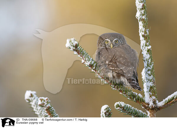 Eurasian pygmy owl / THA-09688