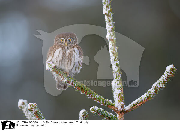 Eurasian pygmy owl / THA-09690