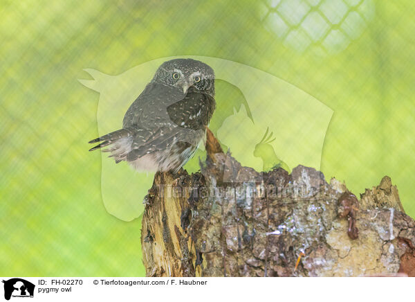 pygmy owl / FH-02270