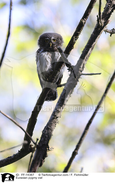 Eurasian pygmy owl / FF-14367