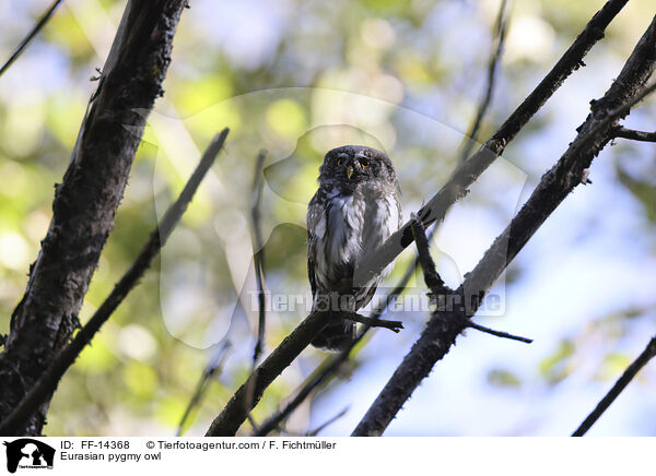 Eurasian pygmy owl / FF-14368