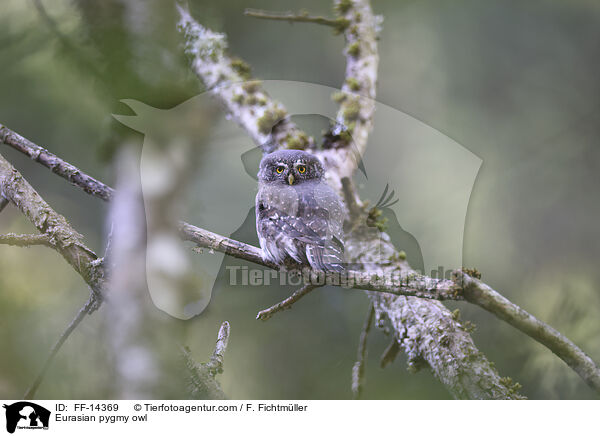 Eurasian pygmy owl / FF-14369